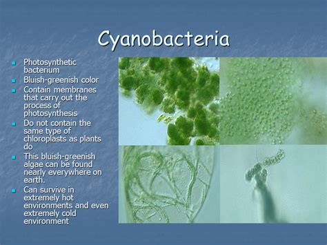 explain how cyanobacteria are similar to plants